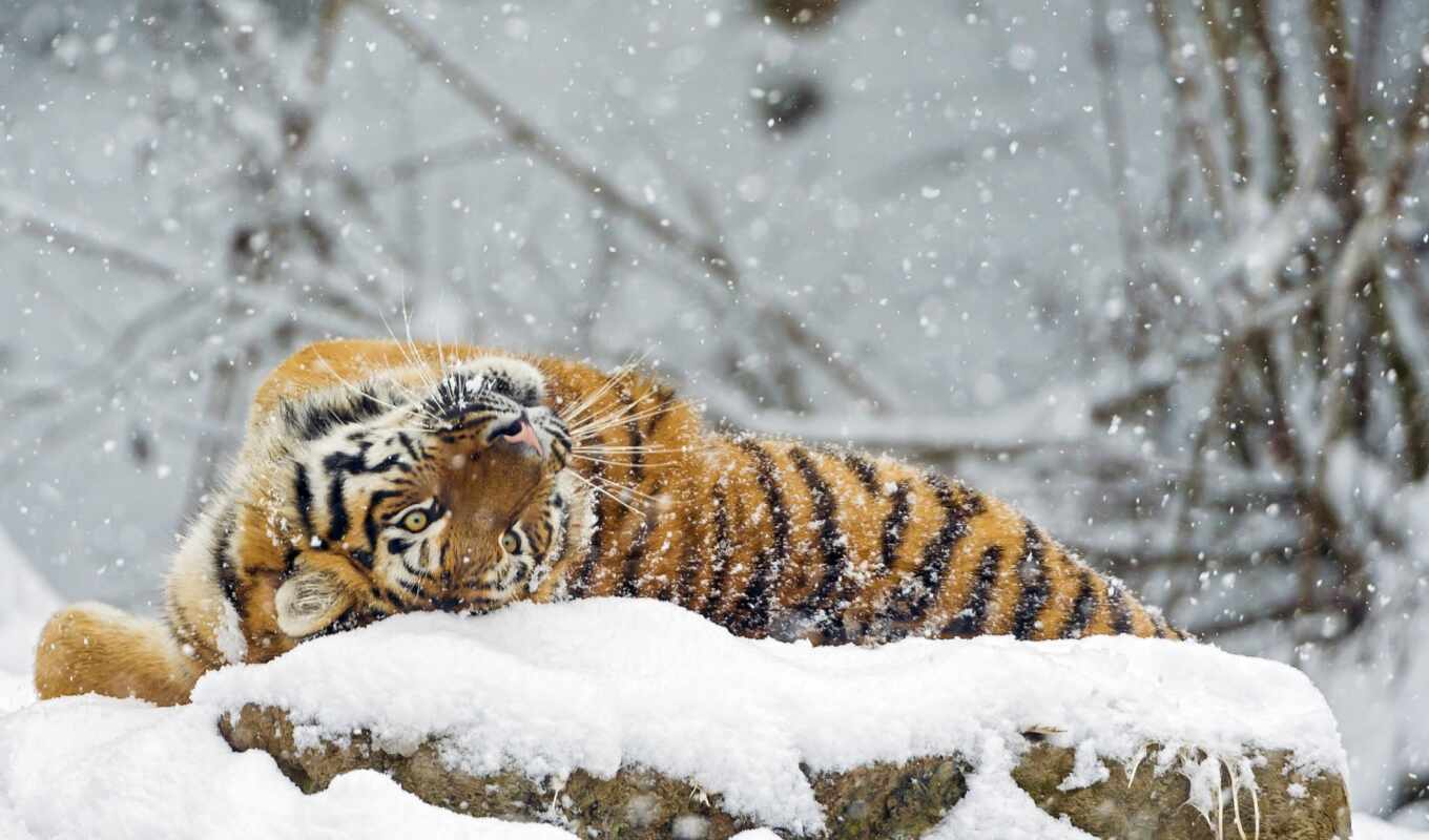 snow, winter, cute, tiger, animal