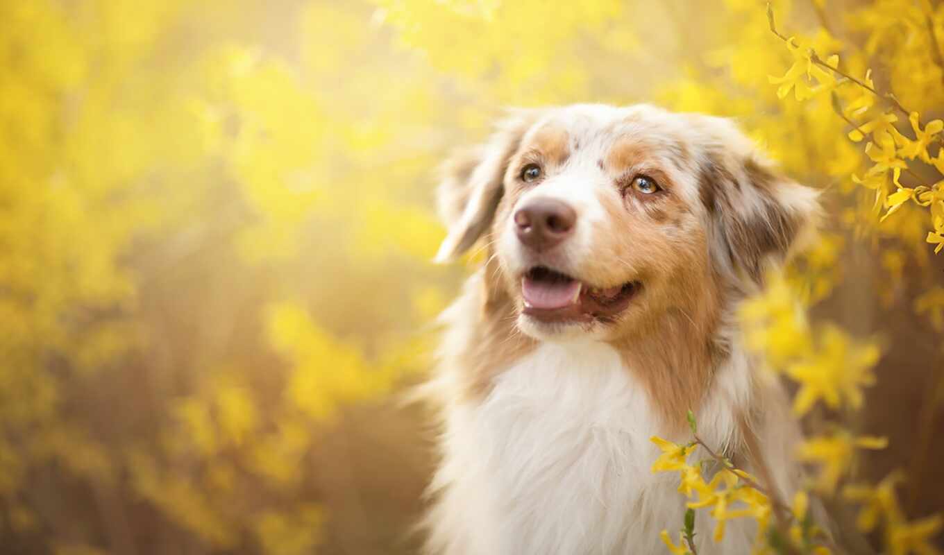 flowers, dog, spring, yellow