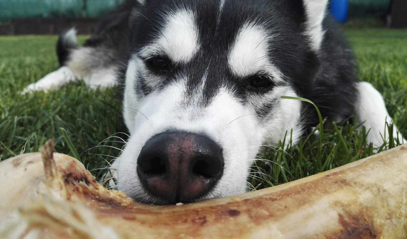 собака, siberian, rare, хаска, sobkovod