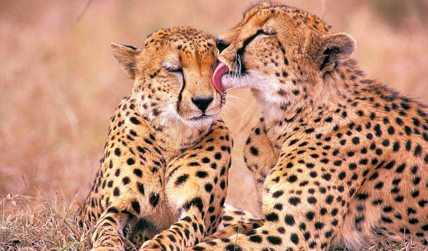 love, любов, гепарды, zhivotnye, знаменитости, gepard