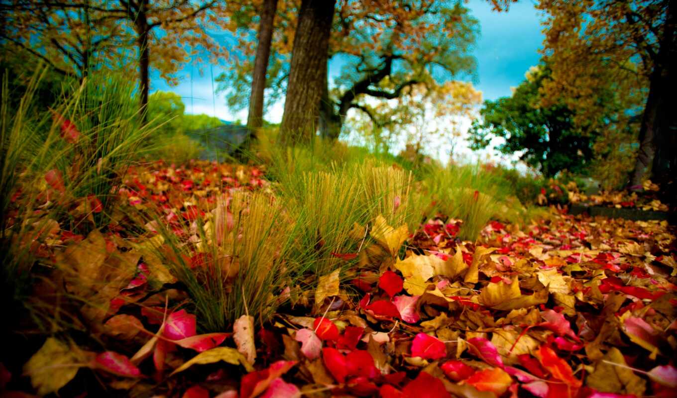природа, осень, листва, осенние, trees