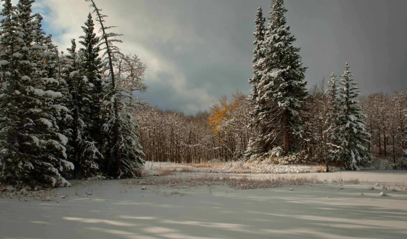background, screen, of, landscape, nevada, rboles, forest, snow, winter, image