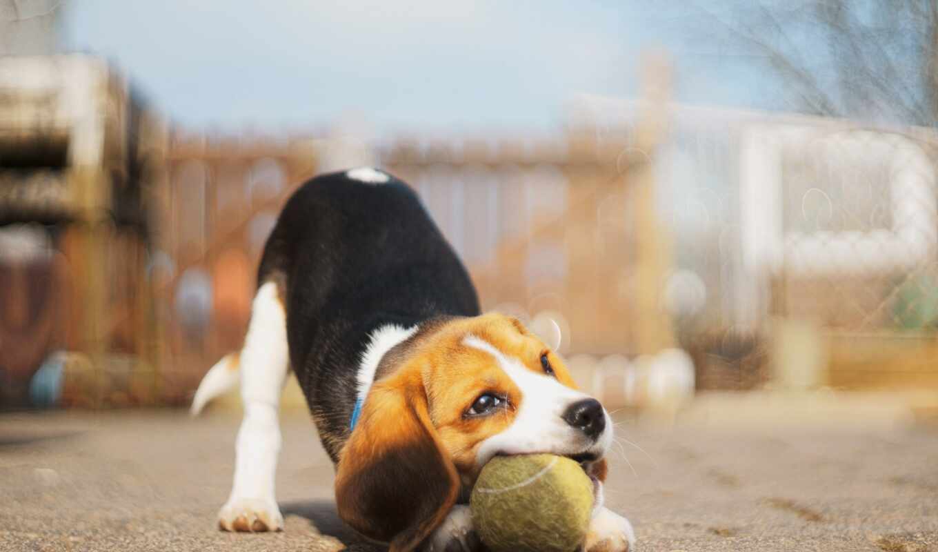 play, биг, собака, дар, щенок, порода, animal, мяч, biglit