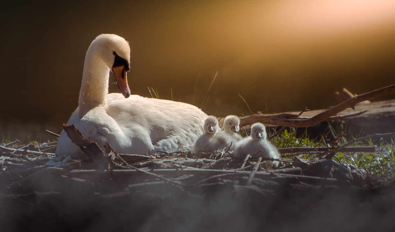 nature, view, comment, group, bird, day, animal, swan, rate, mommy, mute