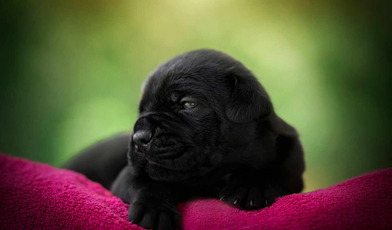 black, black, cute, dog, little, puppy, cane, name, color