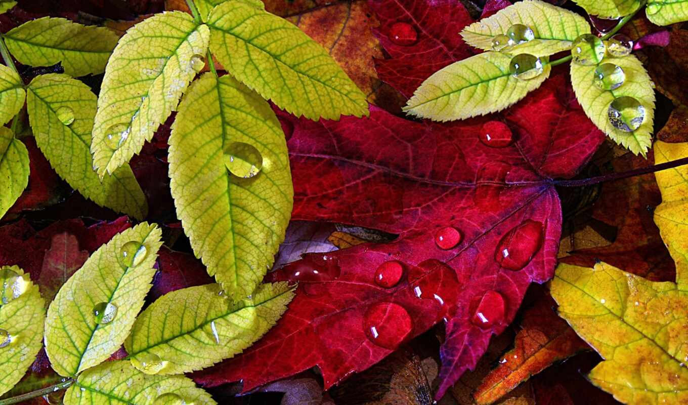 drop, green, water, autumn, leaf