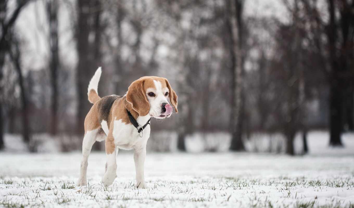 snow, winter, dog, puppy, animal, collar, biglit