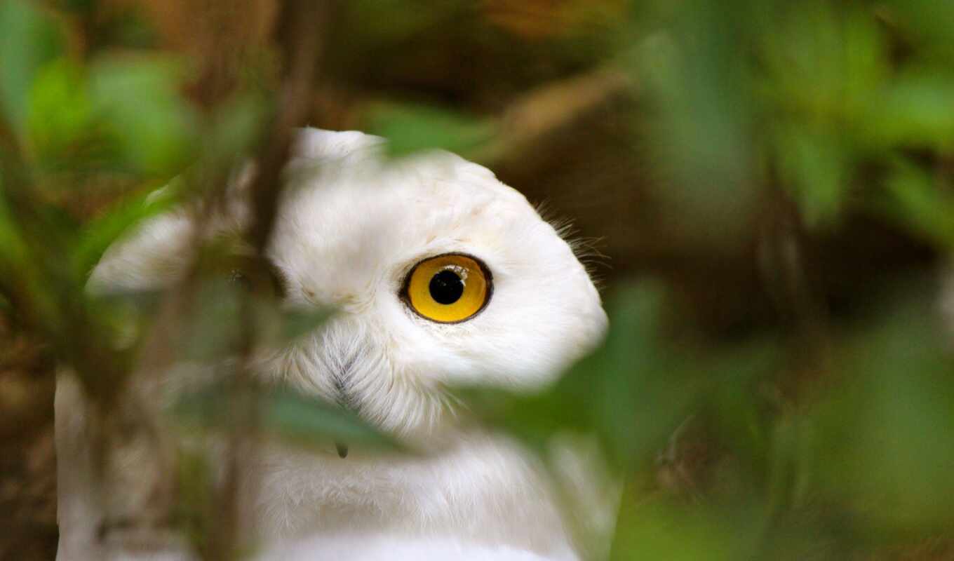 white, free, sheet, tree, owl, bird, fuck, to collect, high - quality, fonwall