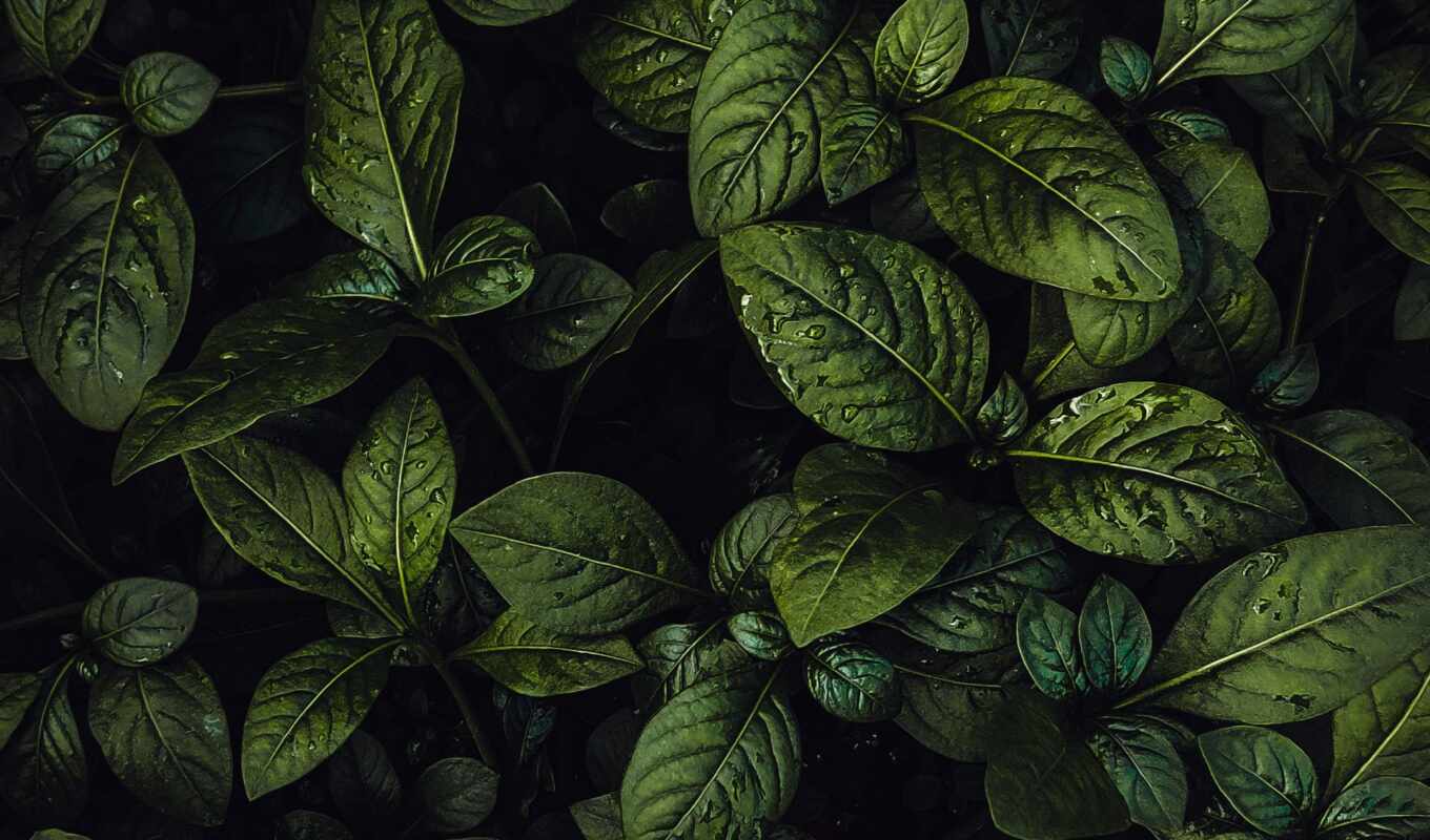 black, drop, растение, leaf