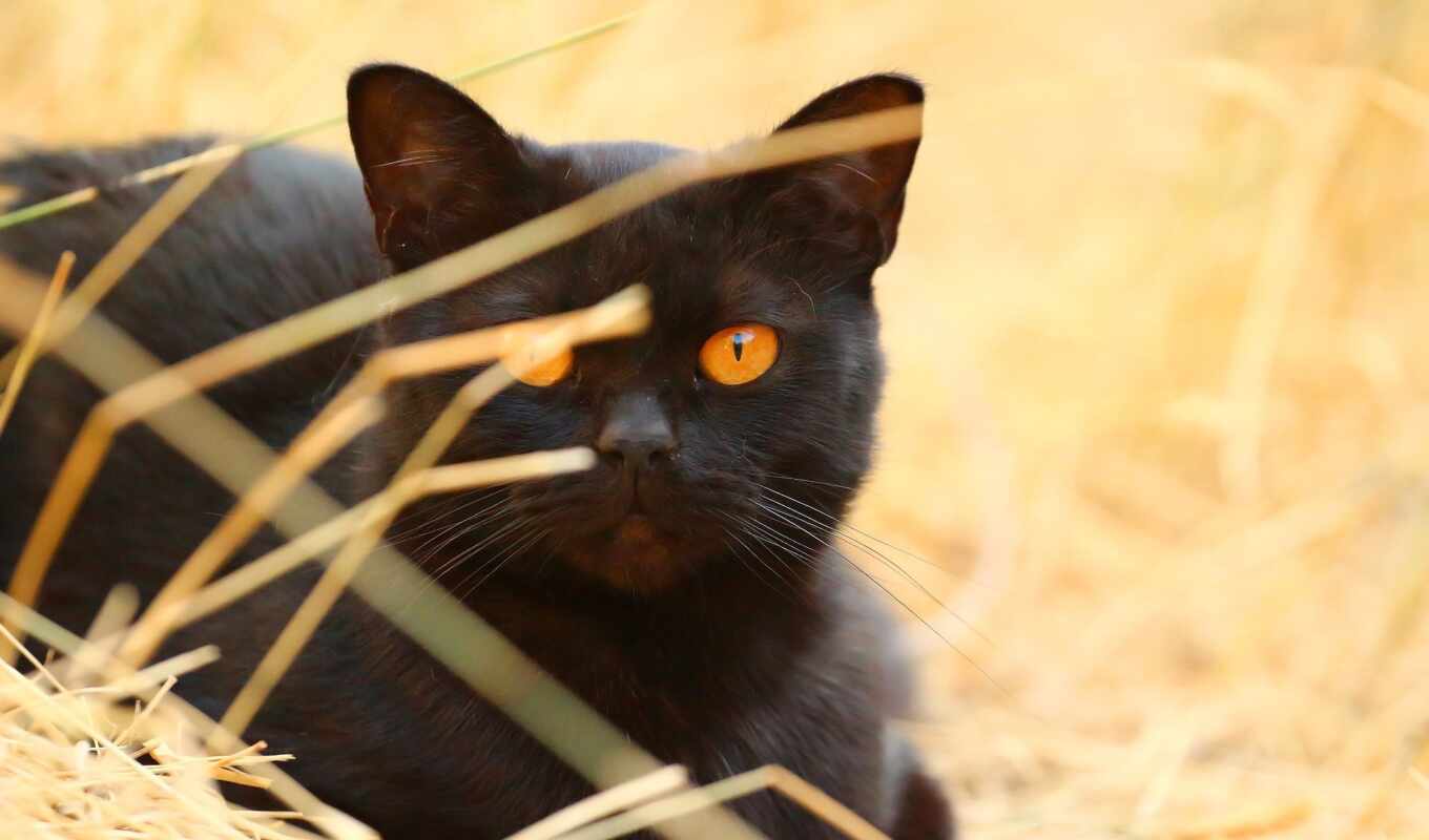 black, кот, манг