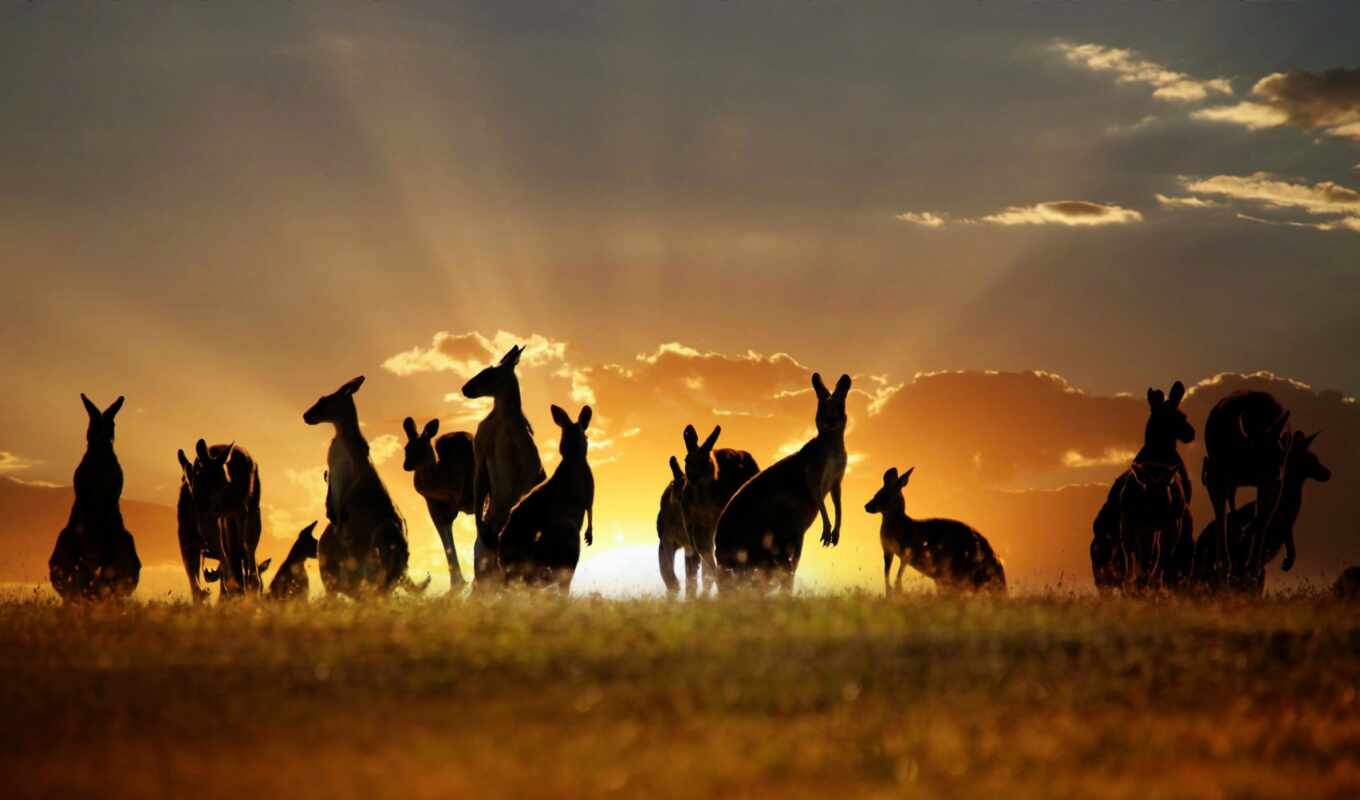 sunset, Australia, landscape, kangaroo