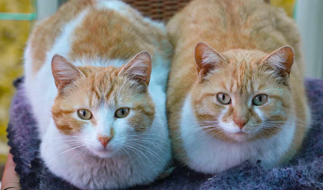 cat, female, male