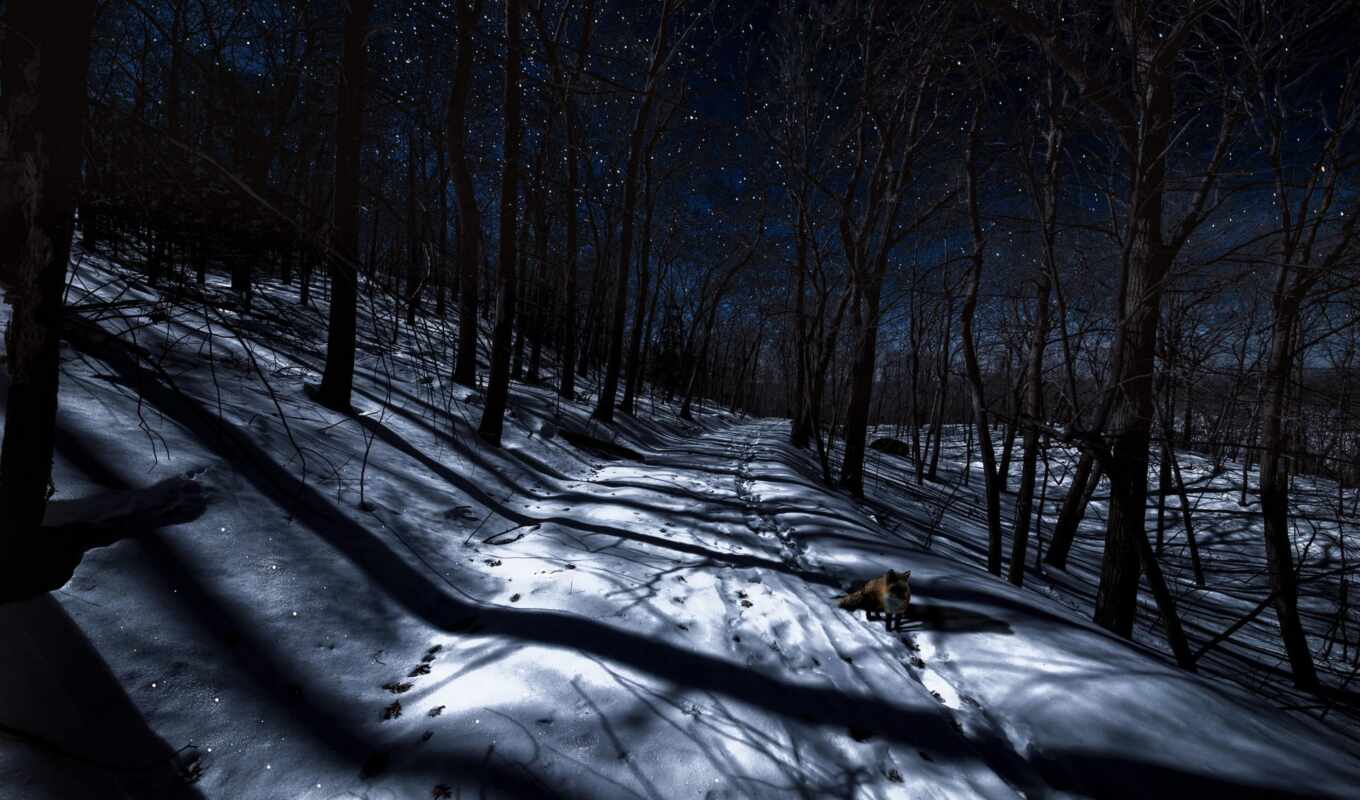ночь, winter, лес, фокс