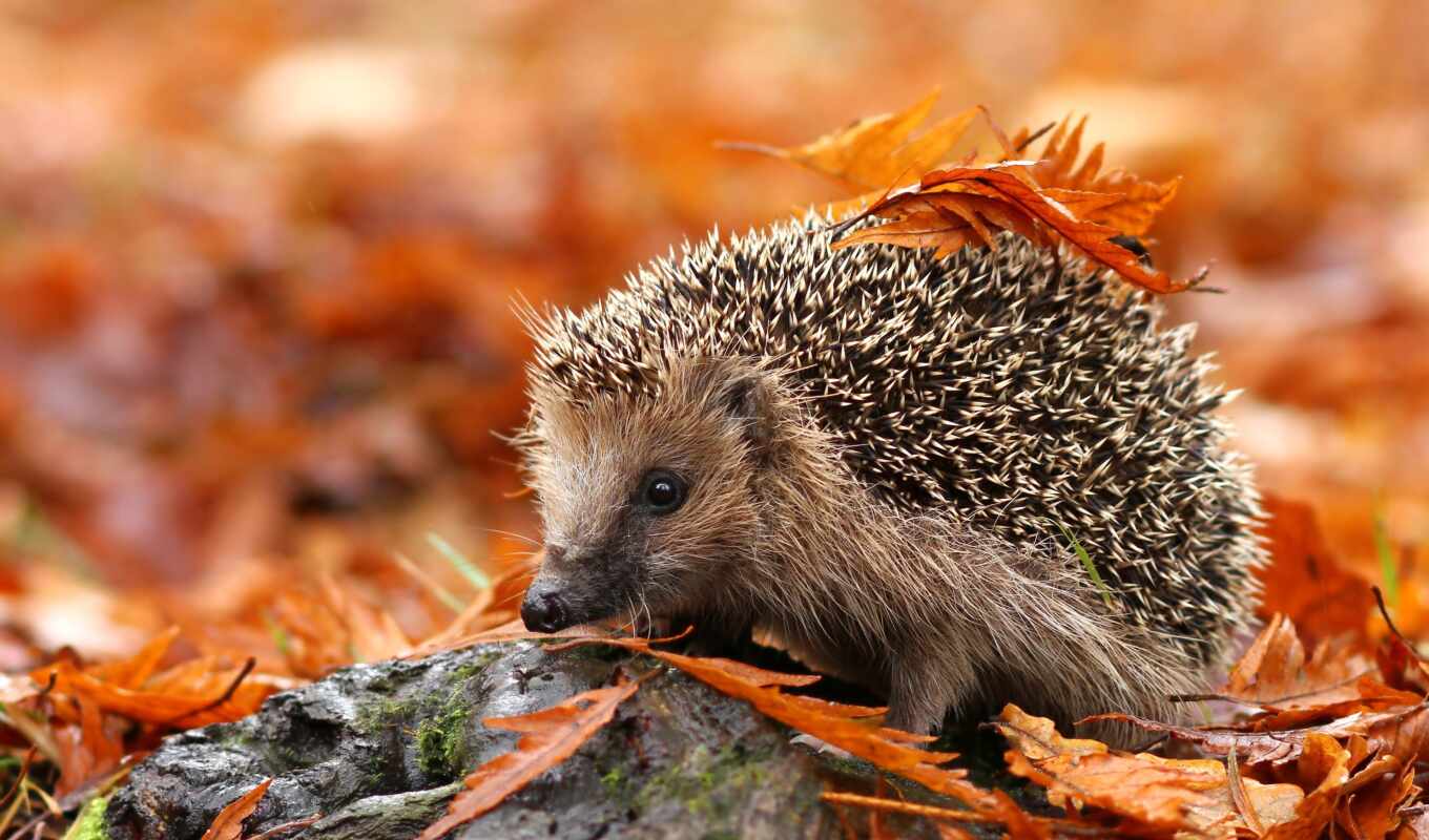 they, list, osen, autumn, hedgehog