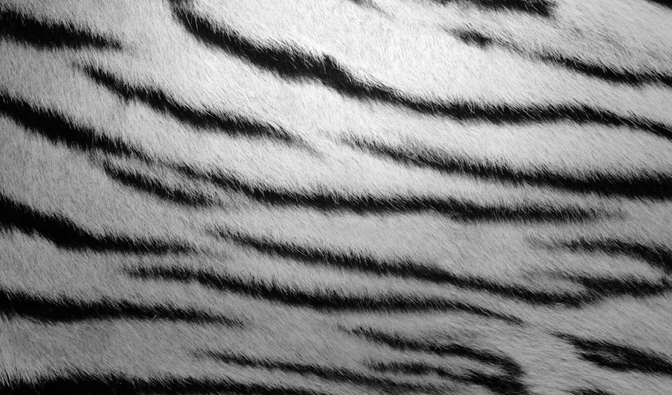 texture, striped, fur, zebra