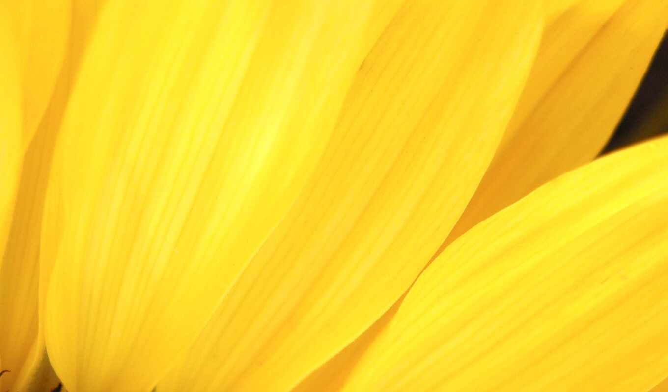 цветы, yellow