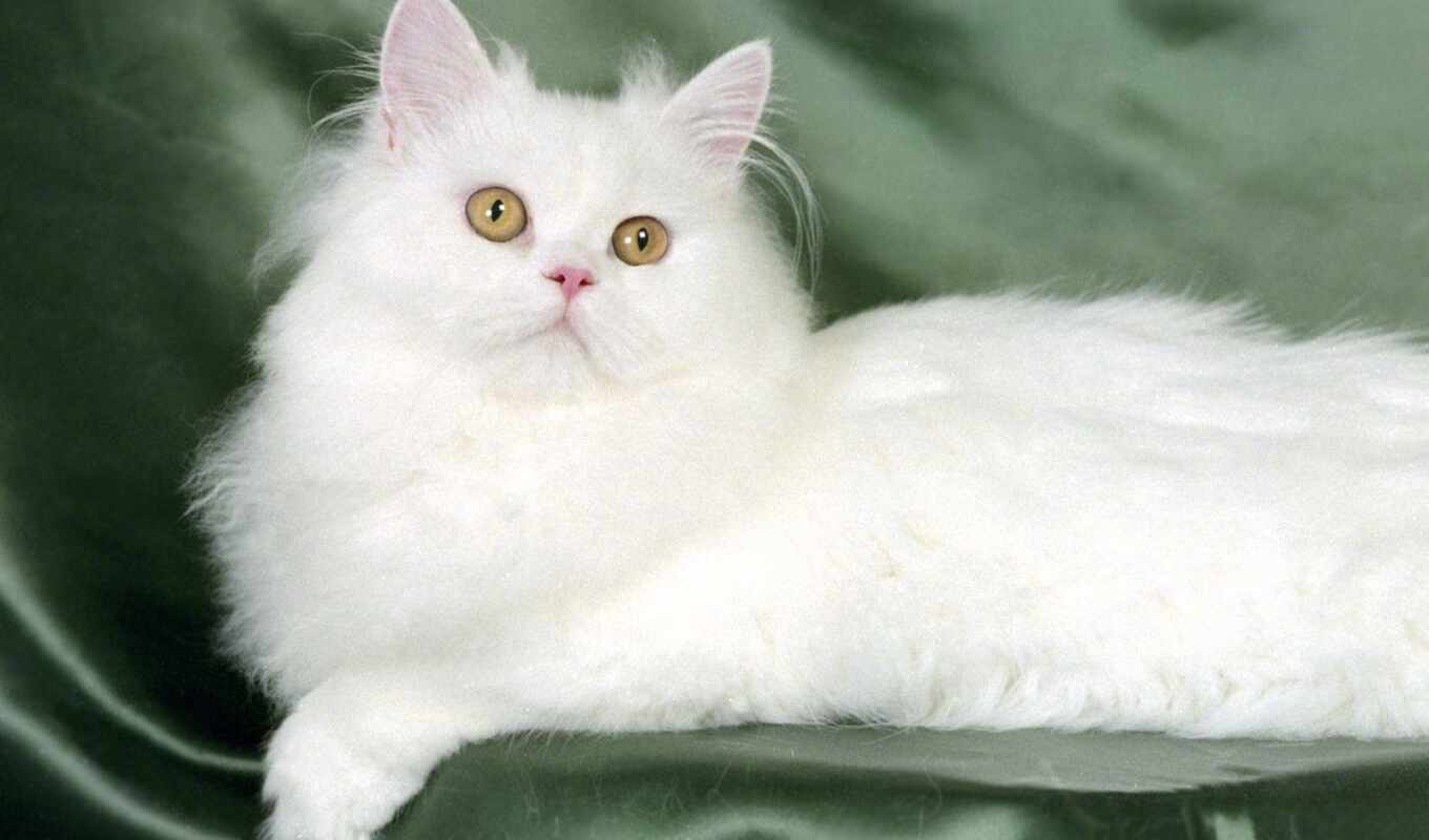 white, кот, persian