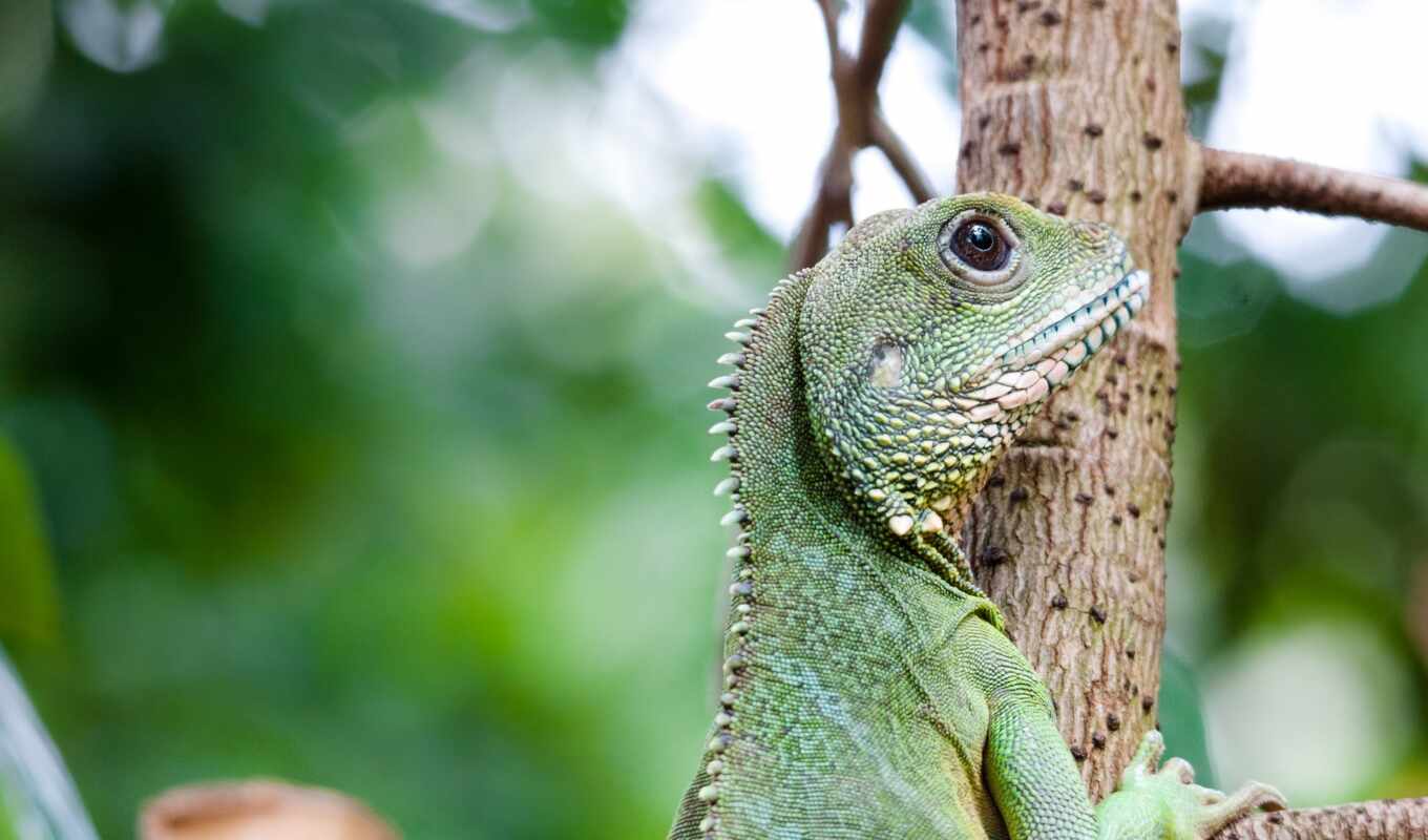 зелёная, iguana, ящер