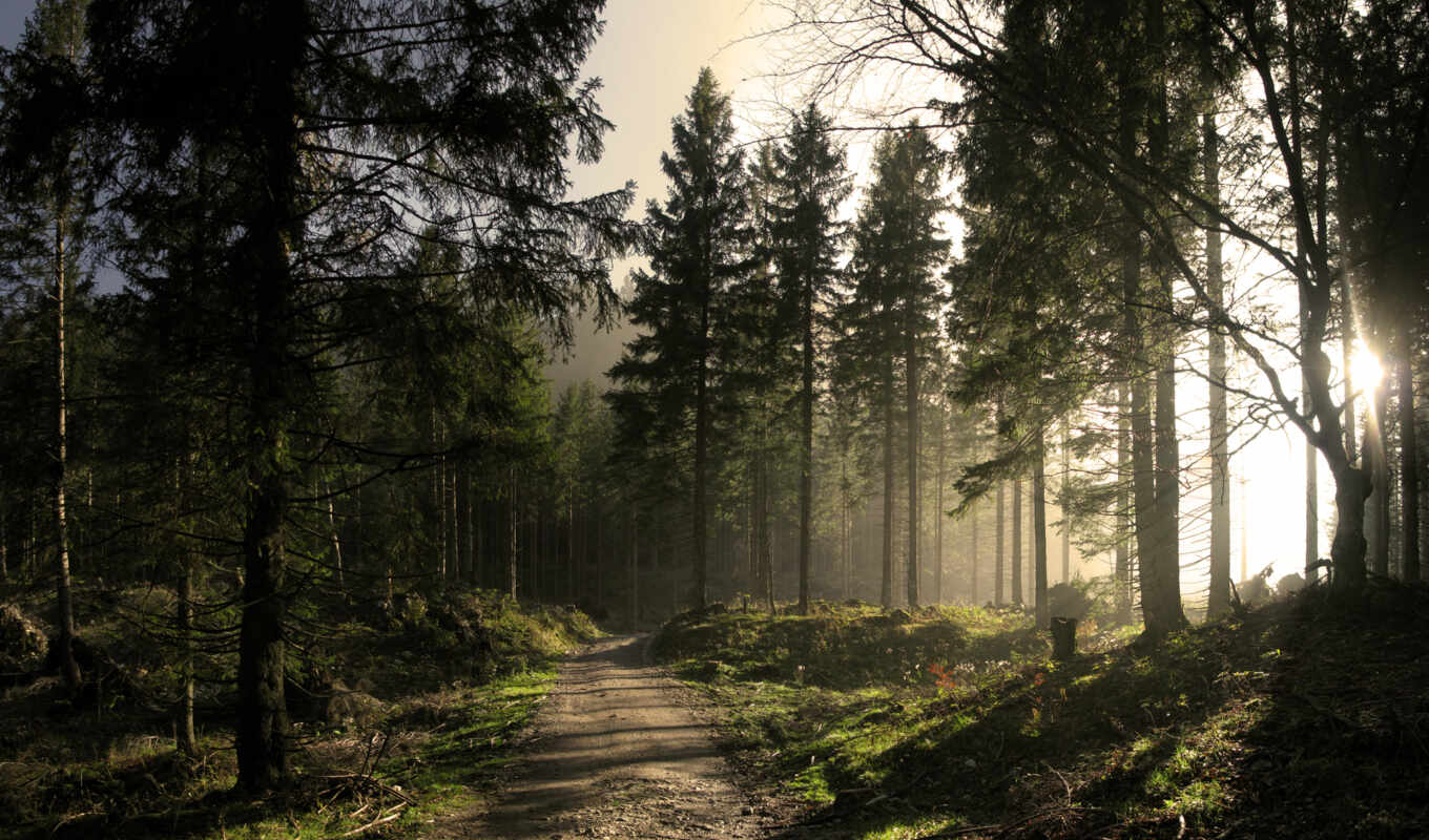 forest, road, trees, rays, eli, fir