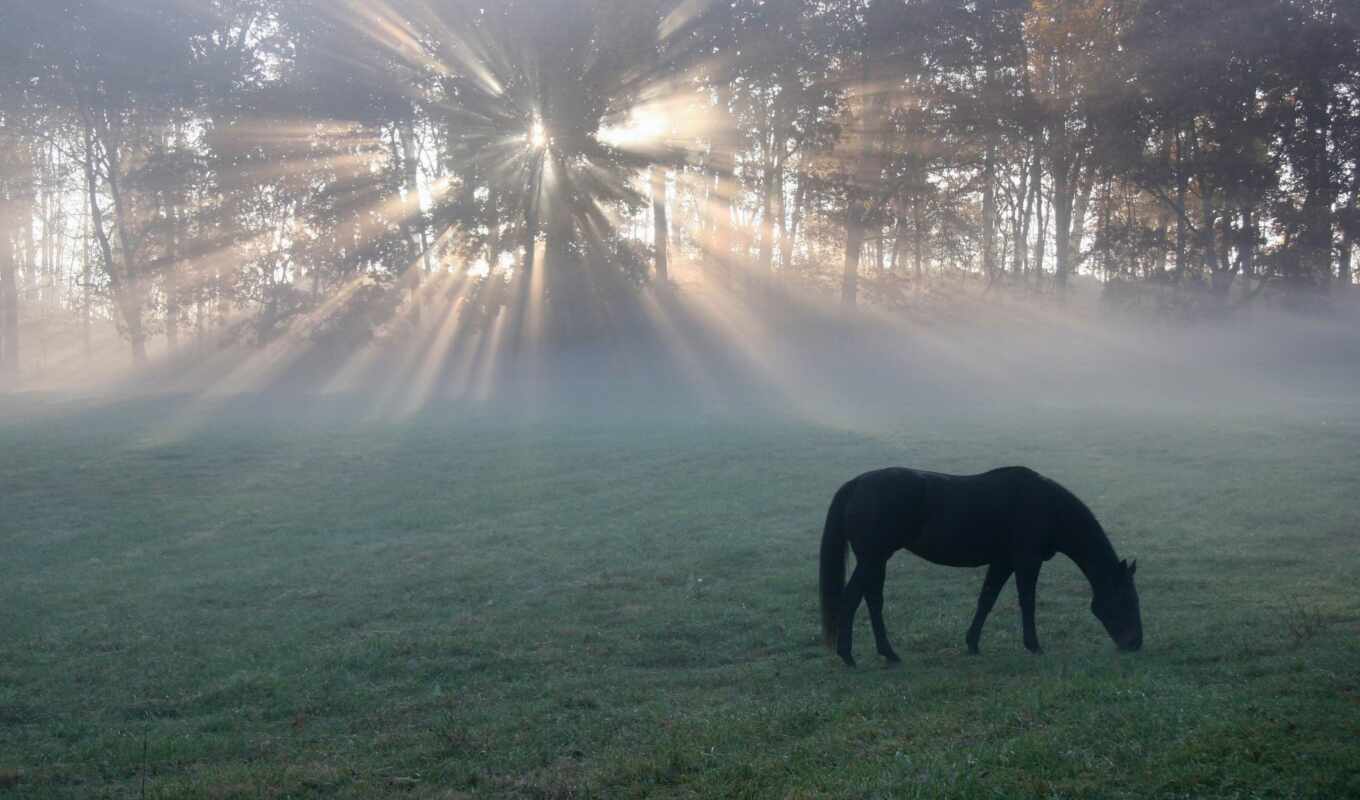 лошадь, утро, восход, trees, лошади, луг