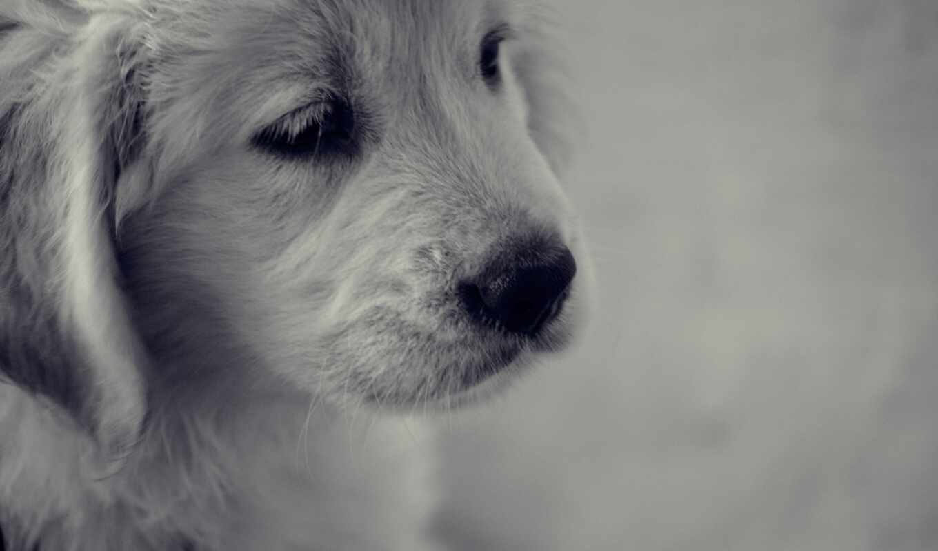 black, white, picture, print, dog, puppy, sad, dogs, poster, frame