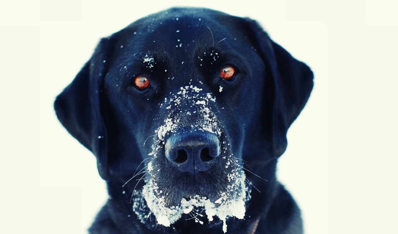 view, white, light, black, snow, winter, cat, dog, eyes, black