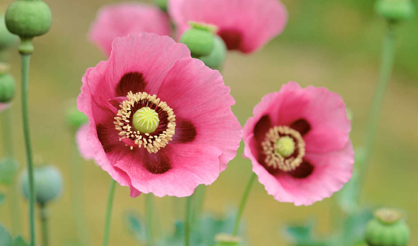 цветы, poppy, розовый