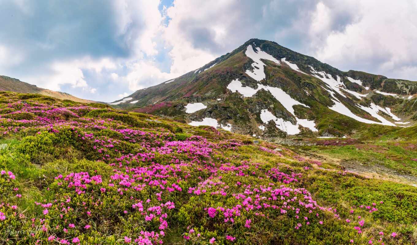 flowers, mountain, landscape, romania
