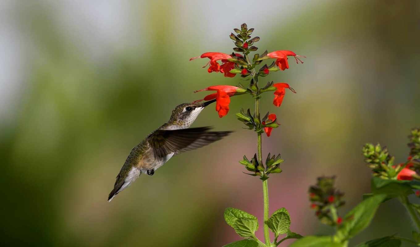 flowers, bird, hummingbirds
