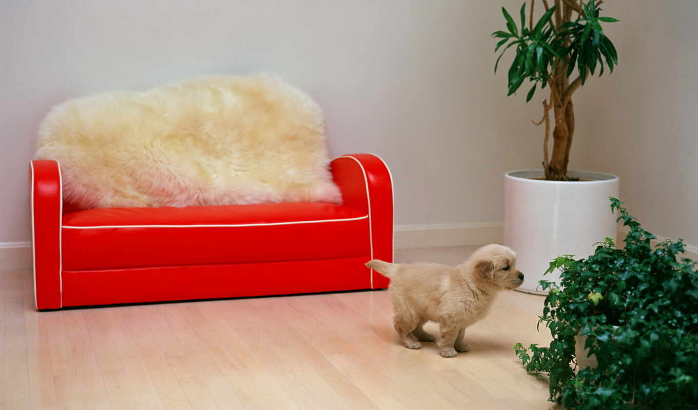 leather, red, sofa, dog, puppy, animal, couch