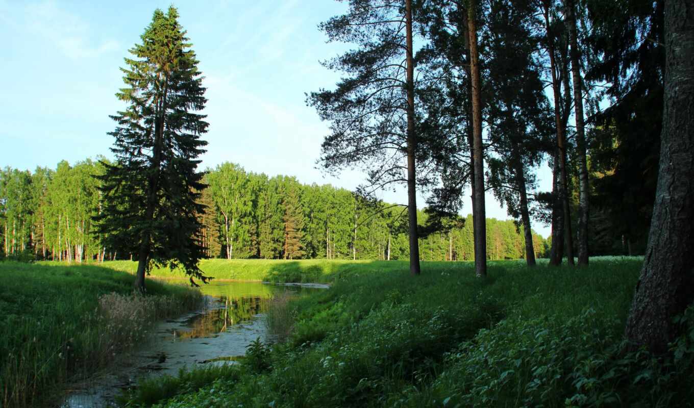 природа, russian, landscape, природы, trees, парки, санкт, петербург, павловск