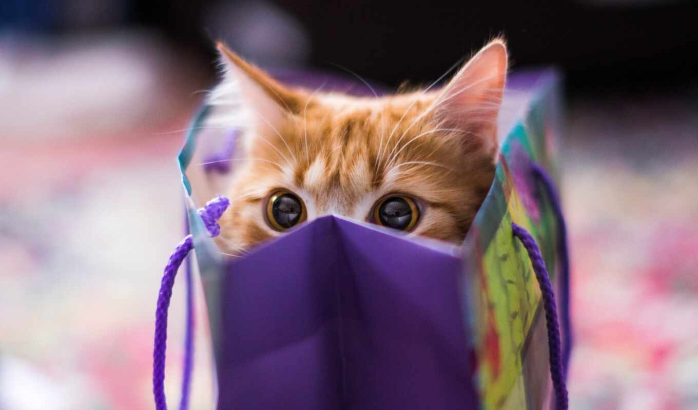 you, una, gato, regalo