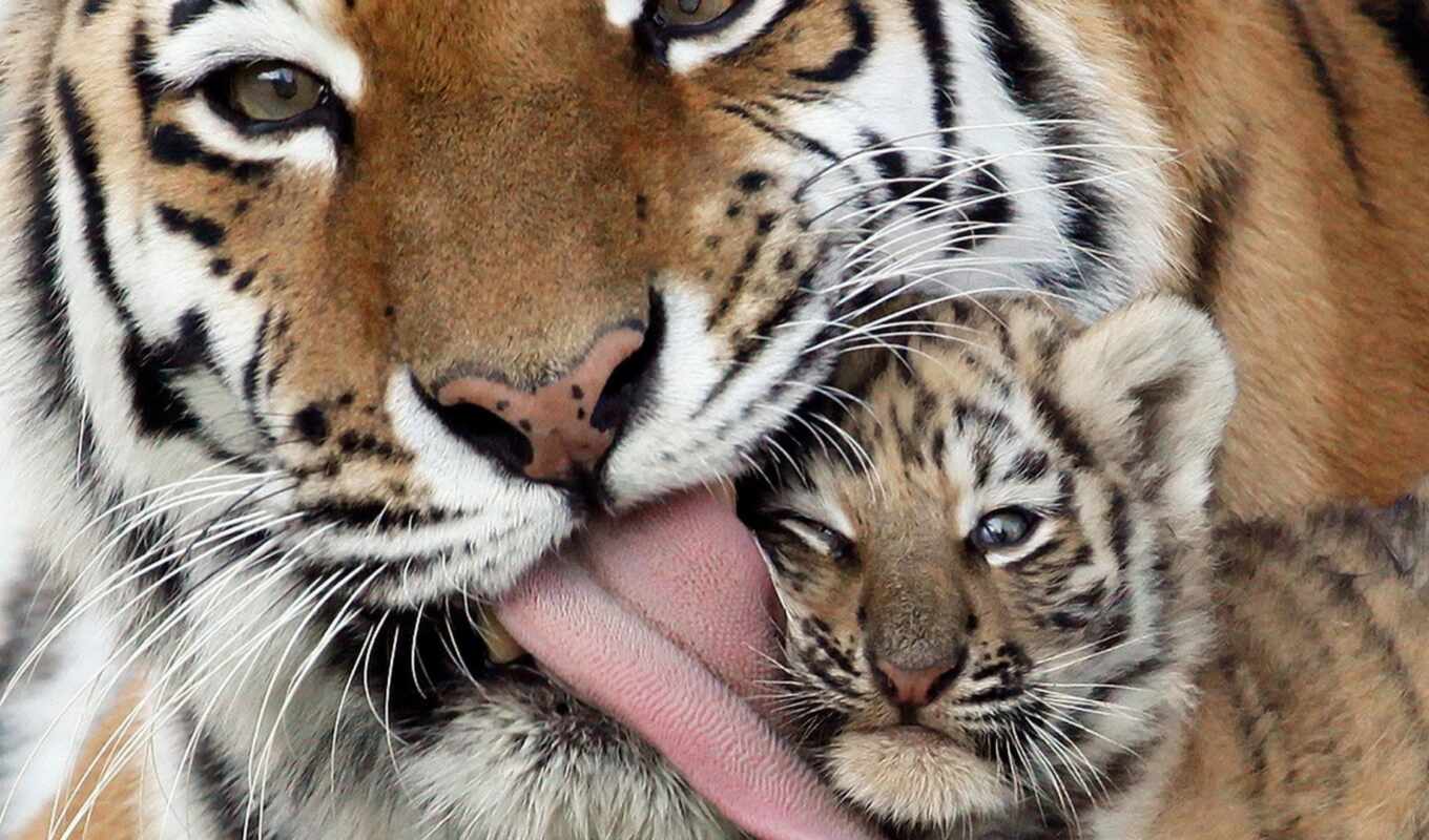 тигр, вышивки, тигрица, малыша