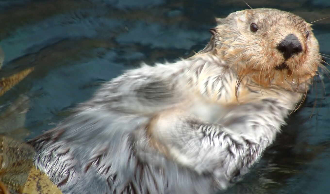 photo, water, forest, muzzle, wet, otter