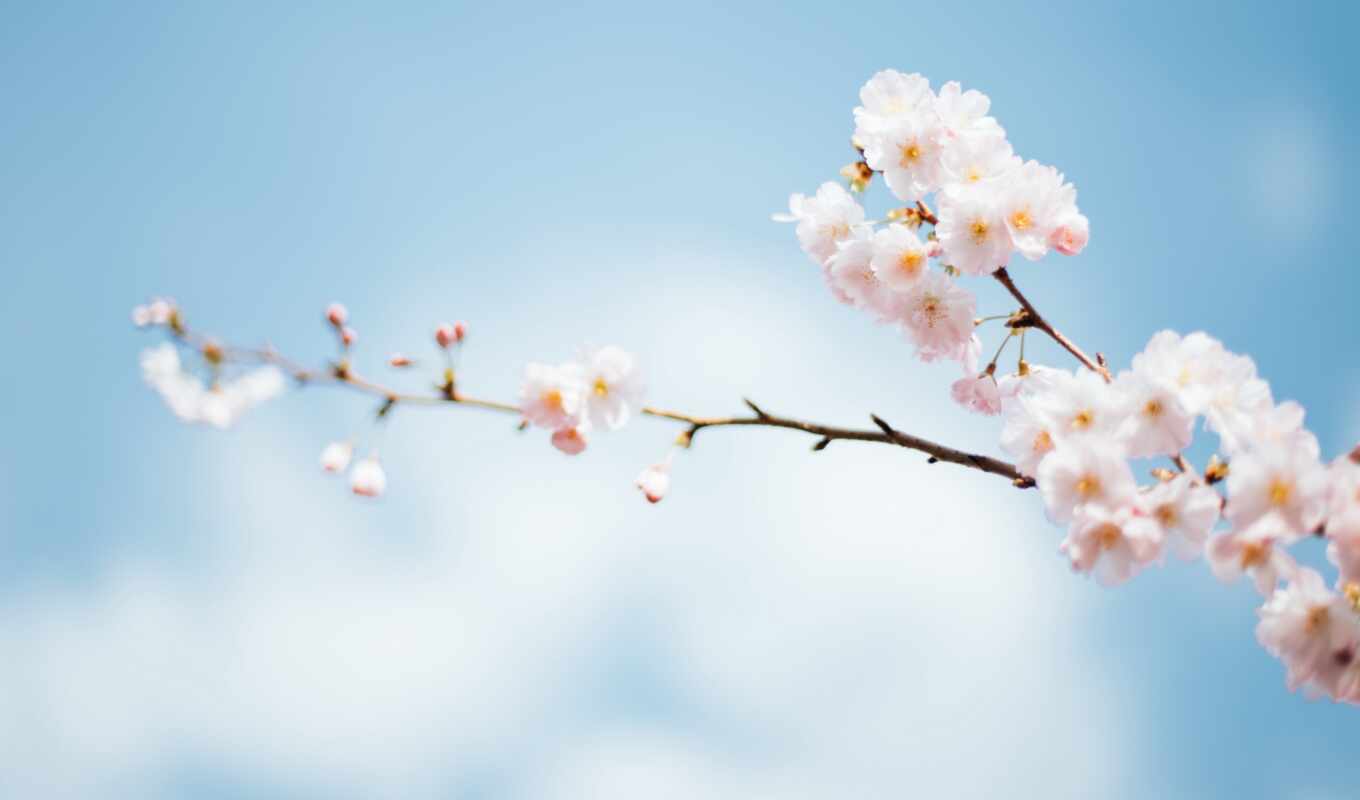 цветы, april, ukraine, календарь, который, день, праздник, today, smartphone, buona