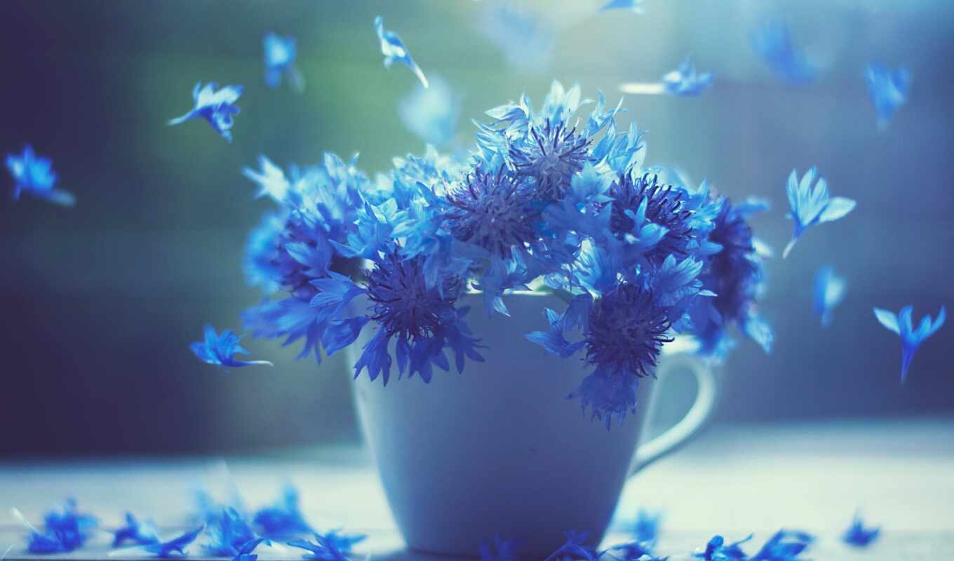 good, flowers, petal, cup, object, poppy, you, makryi