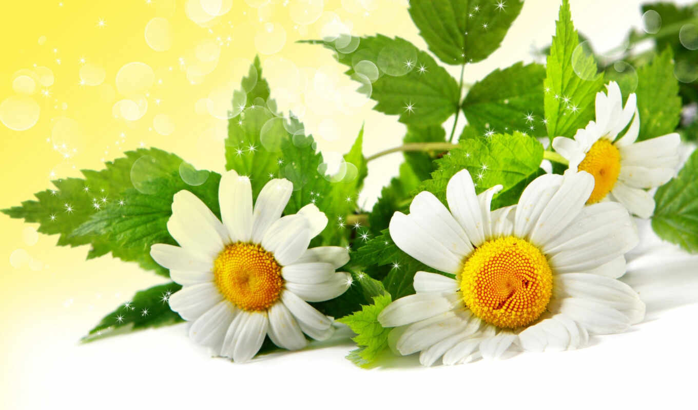 flowers, white, sheet, birth, day, bouquet, chamomile, hour, flare