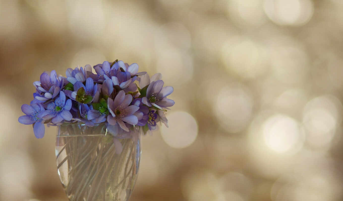 flowers, blue, purple, still, garden, life, bell, primrose, still-life