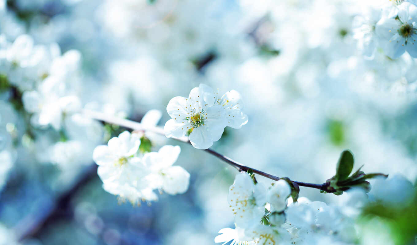 flowers, apple, picture, branch, section, spring, spring, garden, cherry, blooming