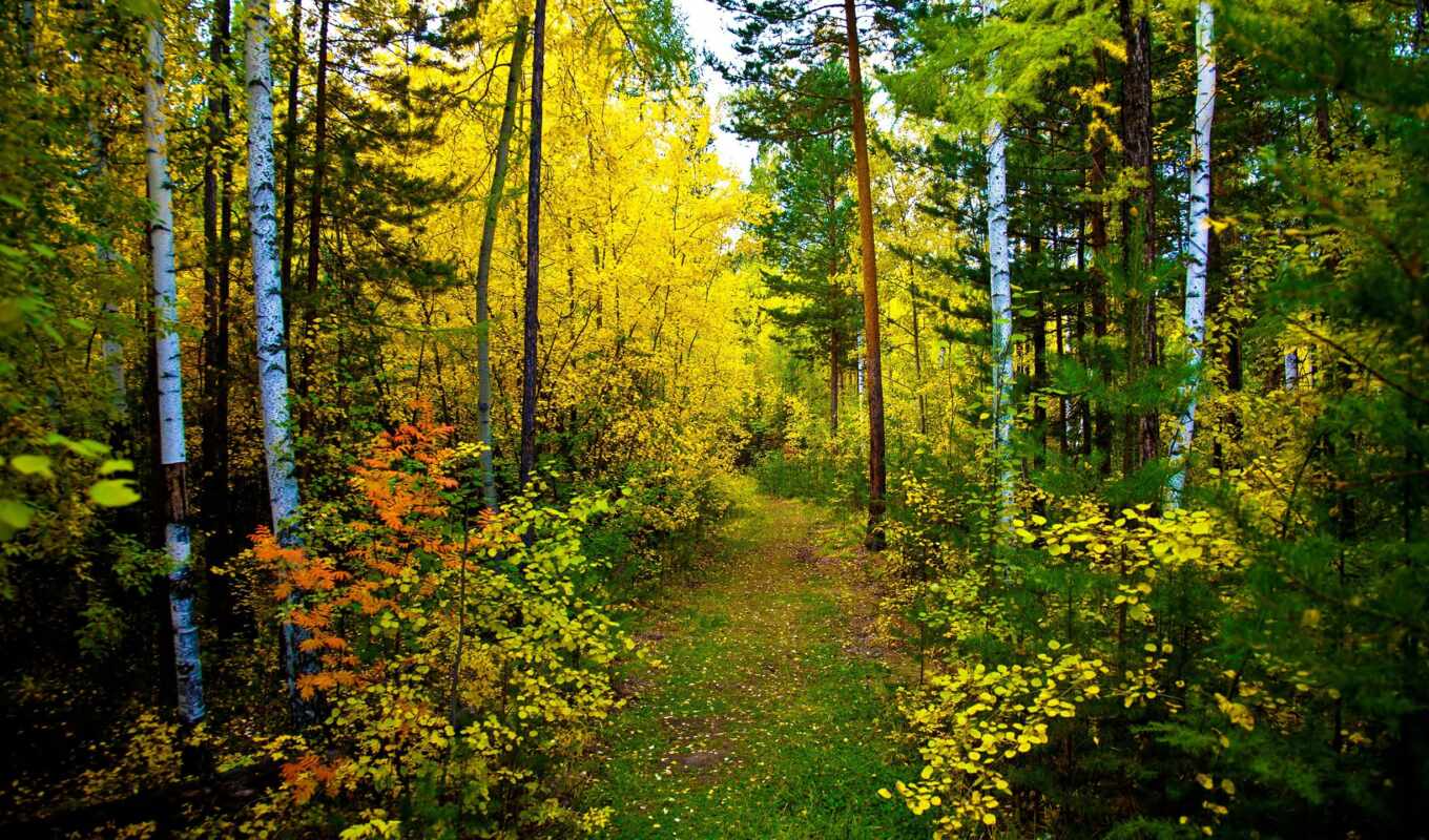 природа, лес, осень, trail