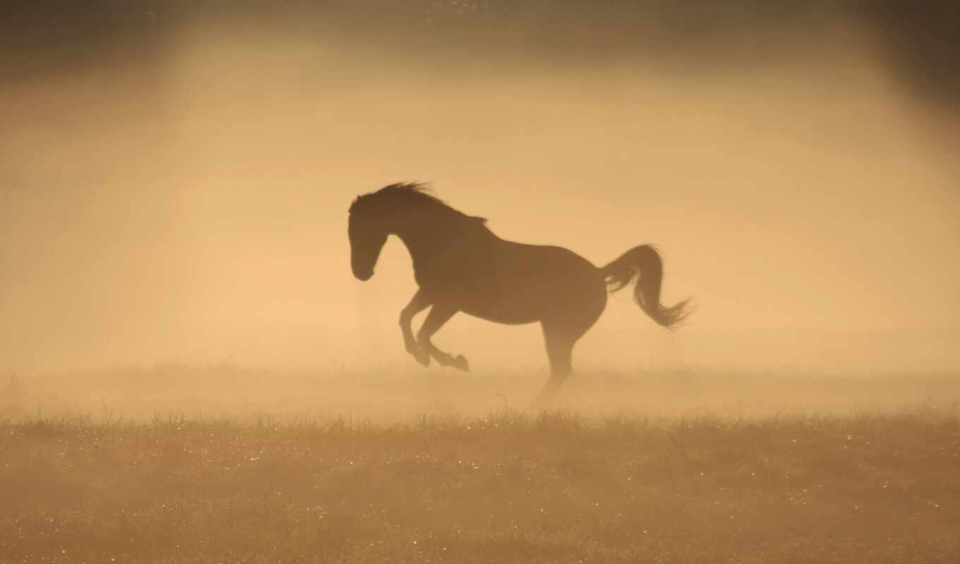 лошадь, лучшая, лошади, туман, тумане, разных, zhivotnye, пыли