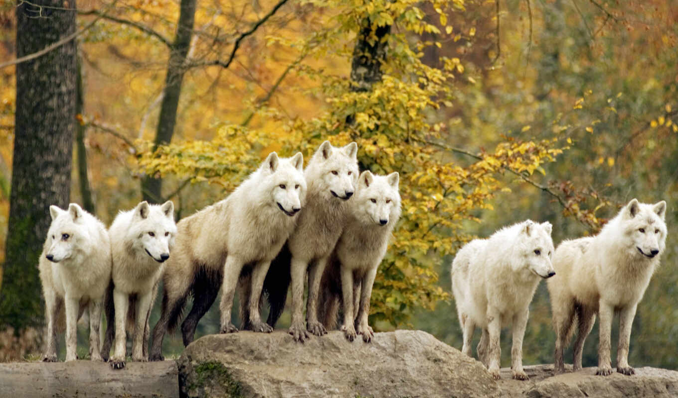 video, full, forest, animals, wolf, wolves, sheep, hello, miracles, fairy tale