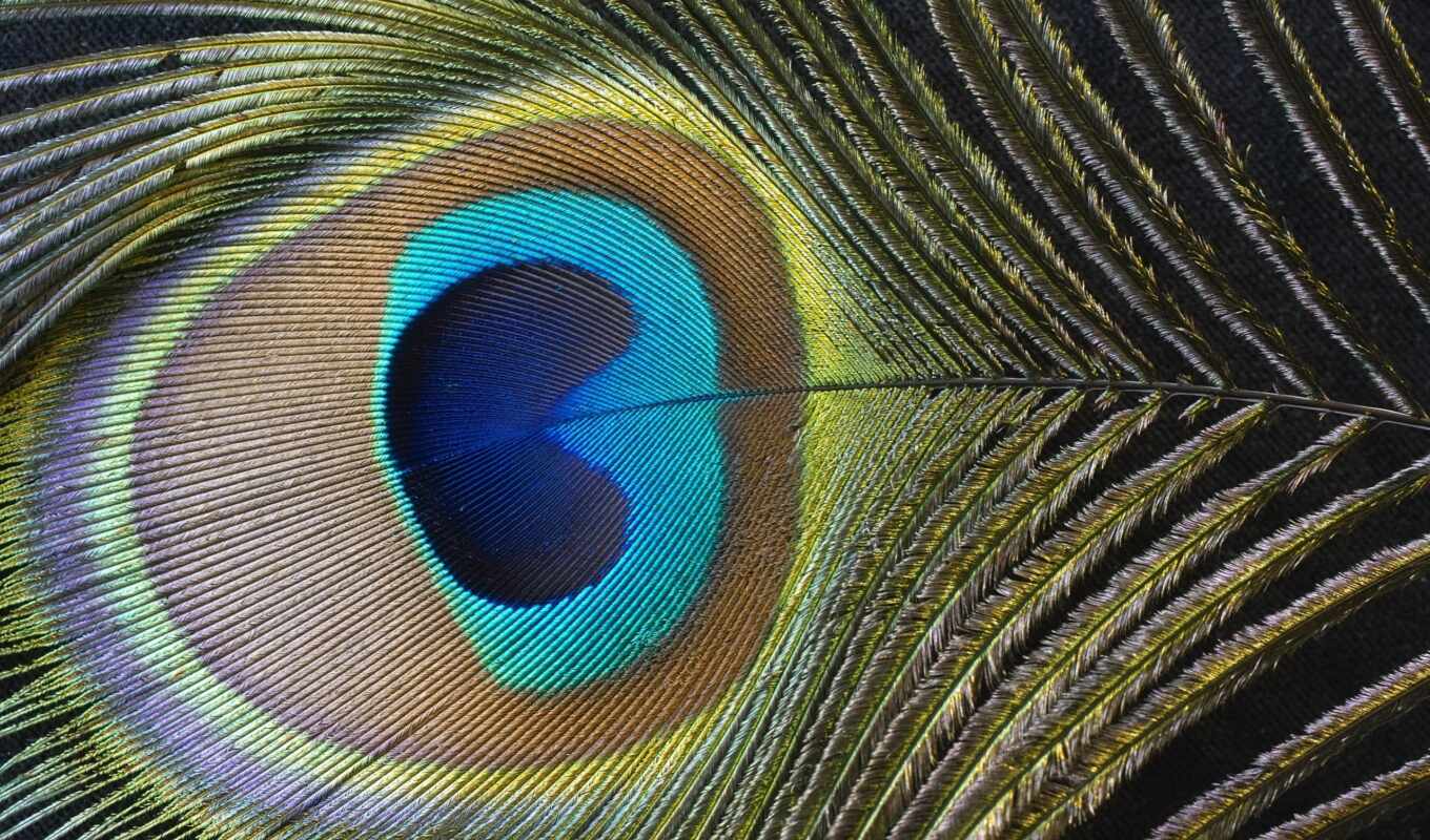 stylus, feathers, peacock, peacock, ears