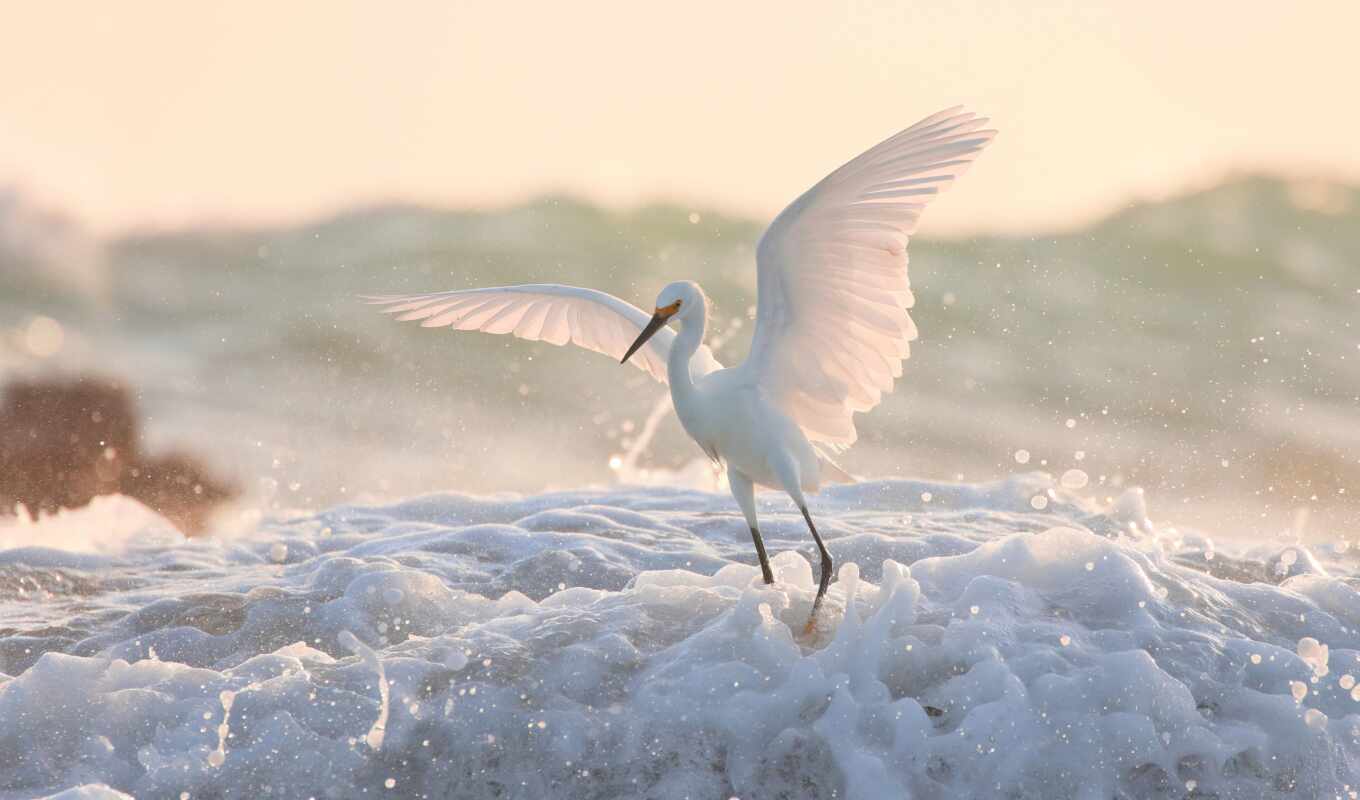 white, птица, американский, animal, цапля, крыло, egret