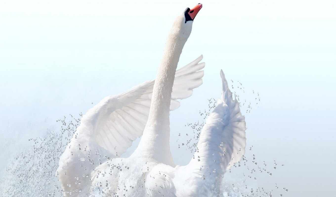 bird, swan, tundra