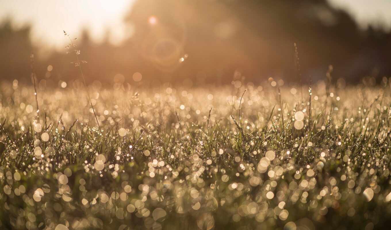 light, grass, dew, morning, side, flare, makryi, peakpxpage