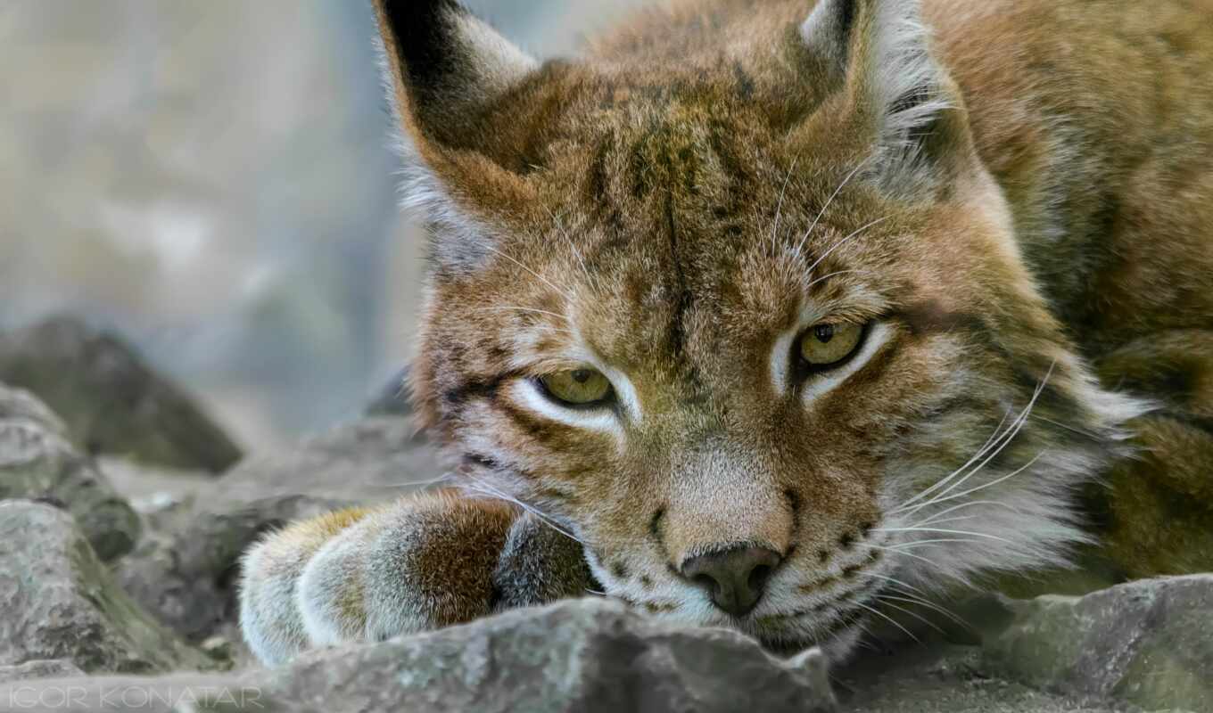 кот, animal, рысь, ложь