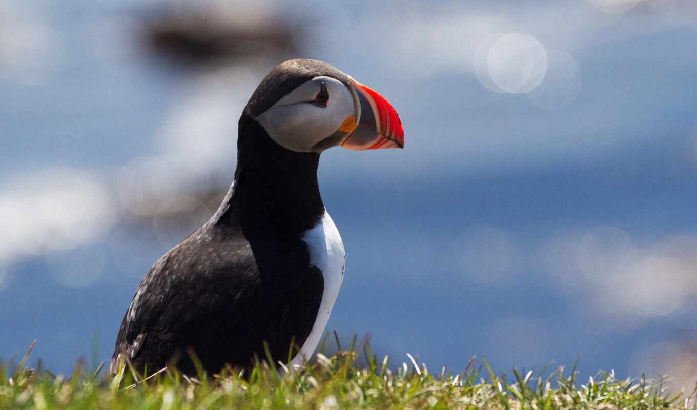 desktop, category, animals, puffin