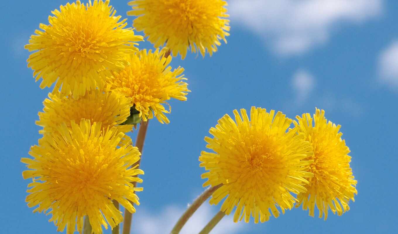 flowers, collection, summer, dandelions, spring, summer, high-quality, formats, downloads, everything