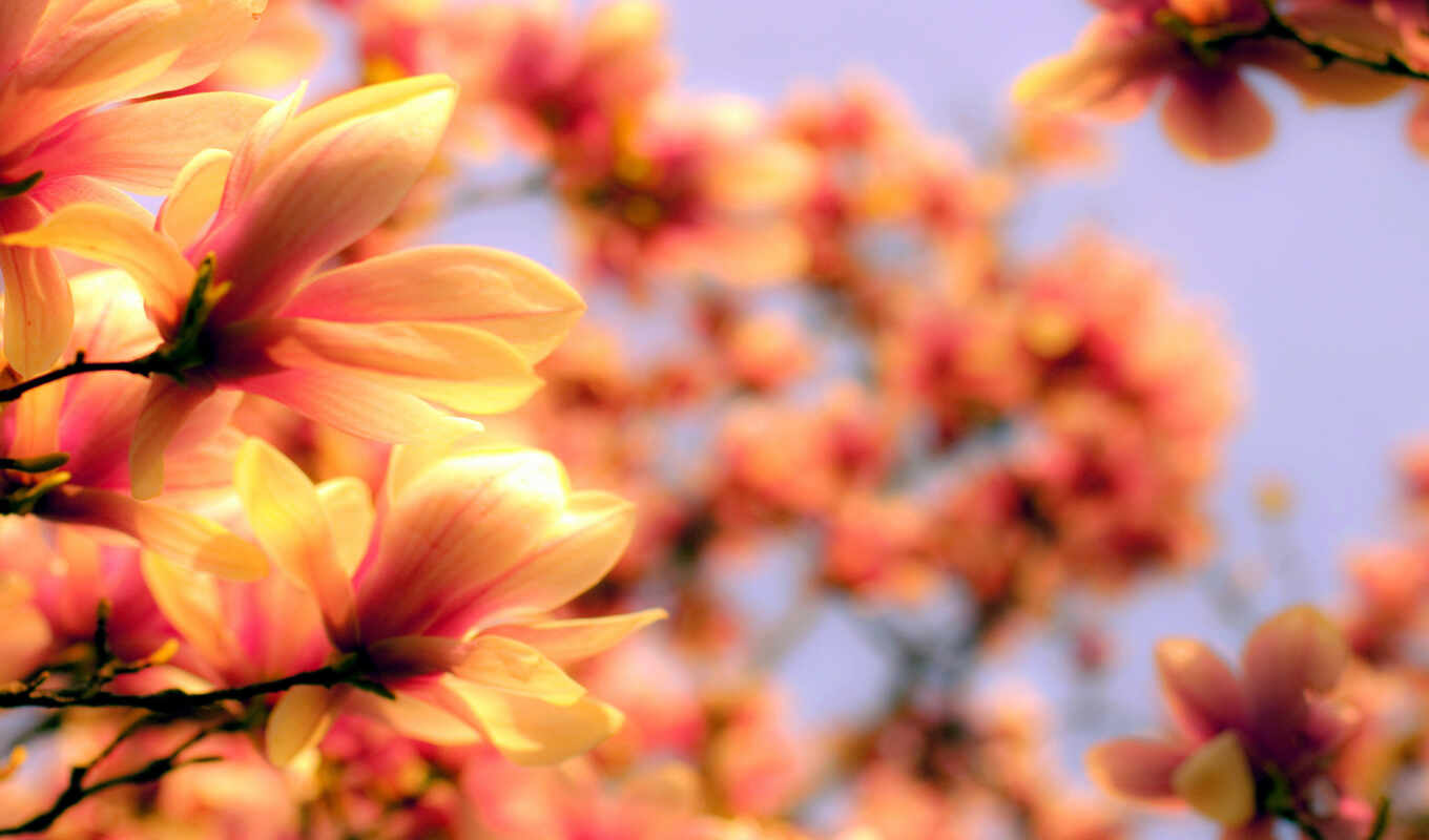 цветы, flowers, весна, оранжевый, азия, magnolia
